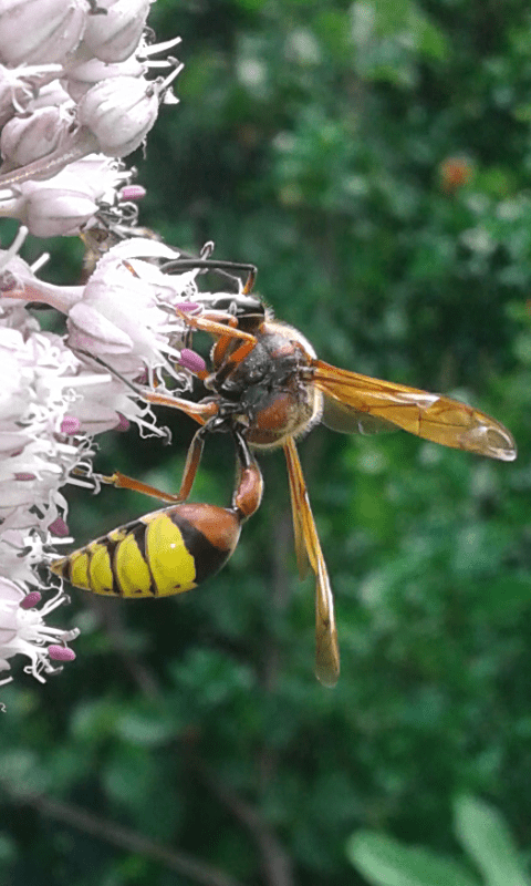 Delta unguiculatum (Vespidae)? S, Vespidae Eumeninae